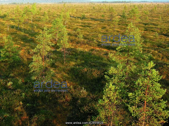  : Estonia - Peat bog in Nigula national park