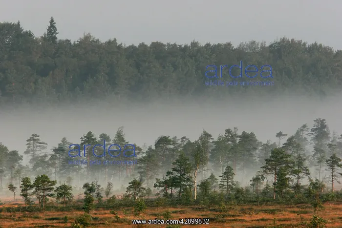  : Estonia - Peat bog in Nigula national park