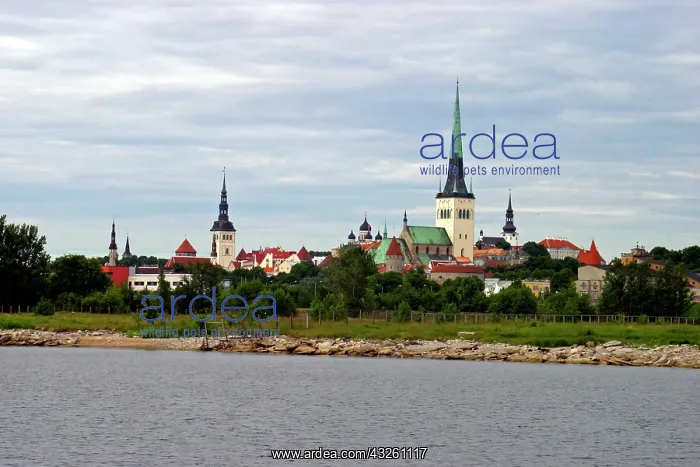 : Estonia, Tallinn. Cityscape of Tallinn as : Estonia, Tallinn. Cityscape of Tallinn as
