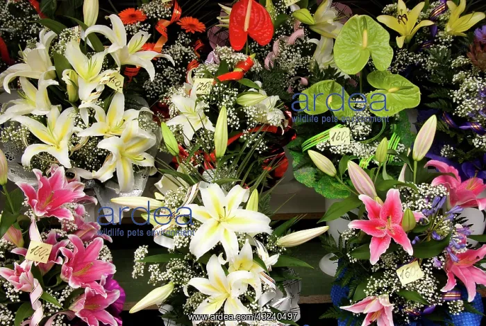 : Estonia, Tallinn. Display of flowers for : Estonia, Tallinn. Display of flowers for