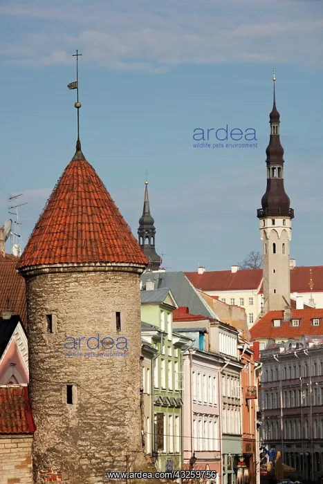 : Estonia, Tallinn, Old Town, Viru Street : Estonia, Tallinn, Old Town, Viru Street