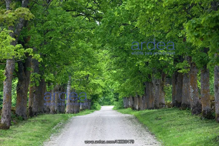: Estonia, Western Estonia Islands, Saaremaa : Estonia, Western Estonia Islands, Saaremaa