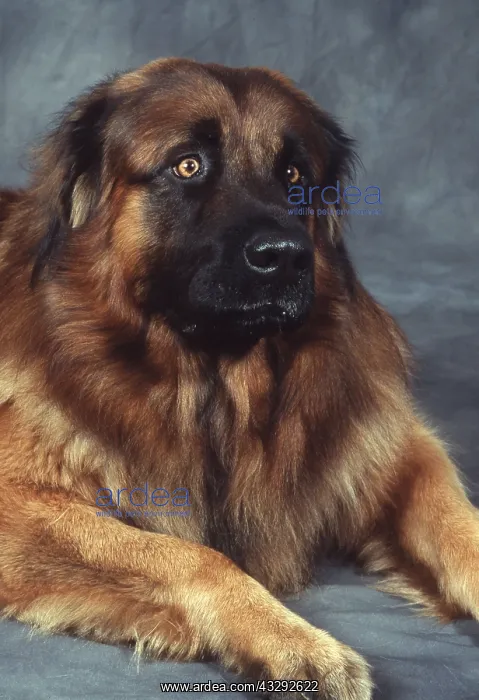 : ESTRELA MOUNTAIN DOG - head : ESTRELA MOUNTAIN DOG - head