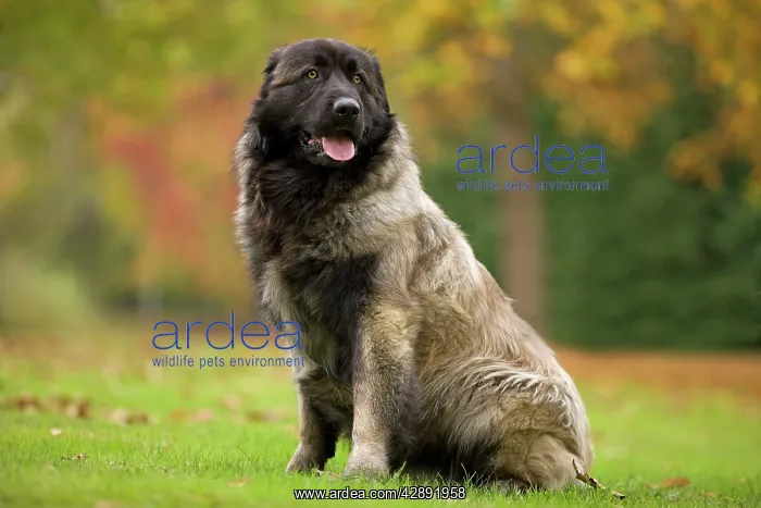 : Estrela Mountain Dog. Also known as Cao da Serra da Estrela : Estrela Mountain Dog. Also known as Cao da Serra da Estrela