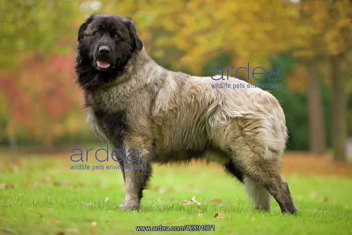 : Estrela Mountain Dog. Also known as Cao da Serra da Estrela : Estrela Mountain Dog. Also known as Cao da Serra da Estrela