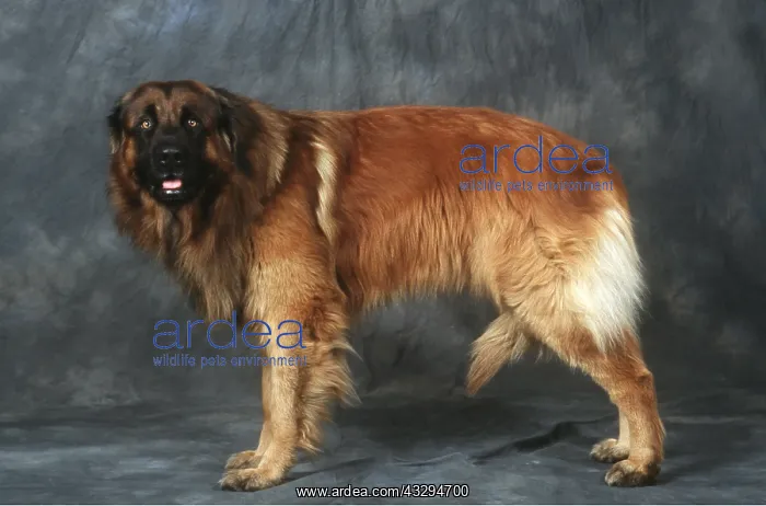: ESTRELA MOUNTAIN DOG - studio shot : ESTRELA MOUNTAIN DOG - studio shot