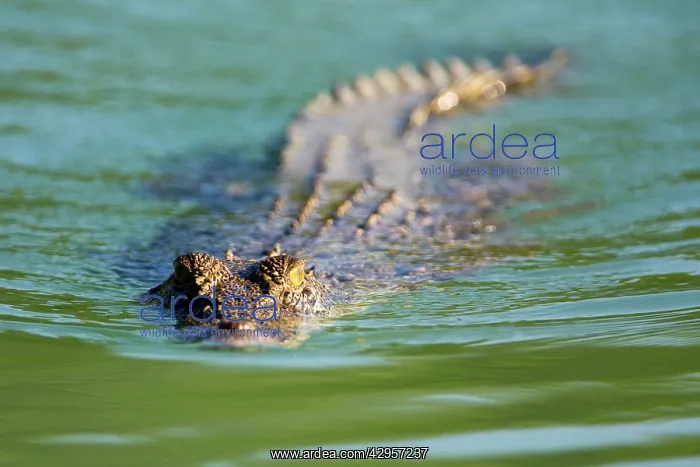 : Estuarine Crocodile : Estuarine Crocodile
