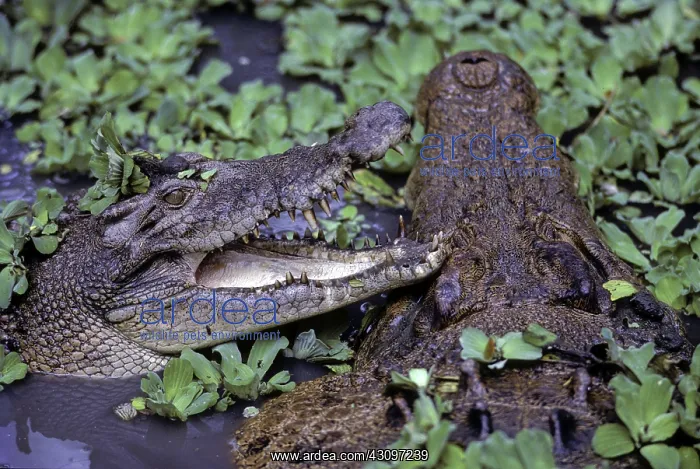 : Estuarine Crocodile : Estuarine Crocodile