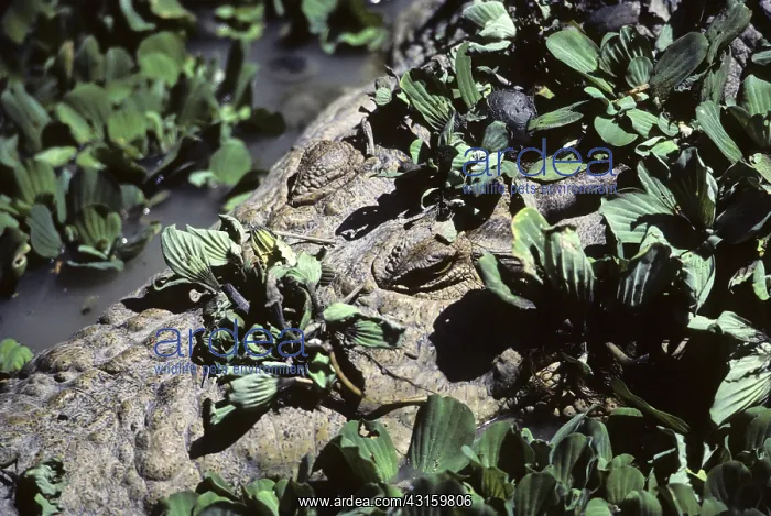 : Estuarine Crocodile : Estuarine Crocodile