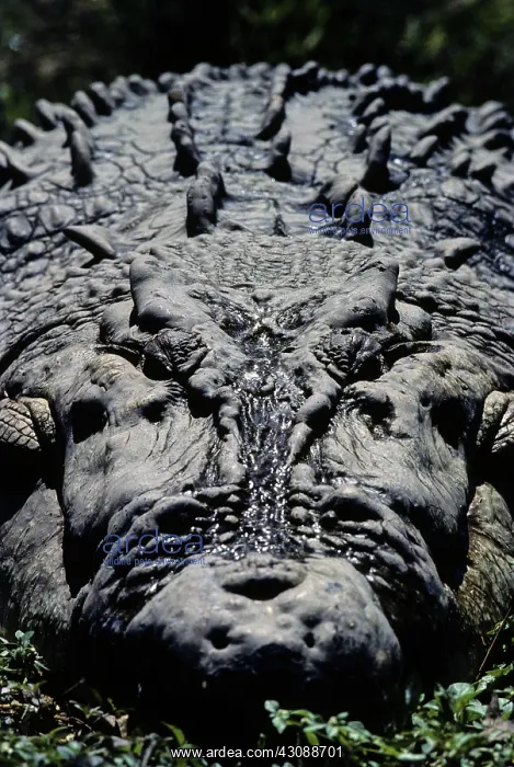 : Estuarine Crocodile (Crocodylus porosus) : Estuarine Crocodile (Crocodylus porosus)