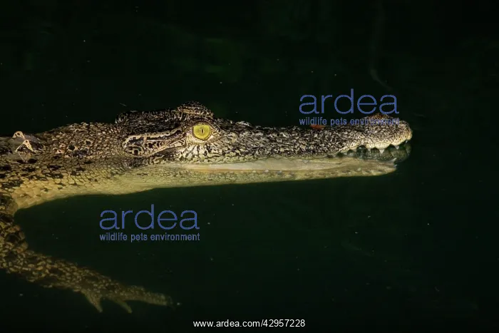 : Estuarine Crocodile at night : Estuarine Crocodile at night