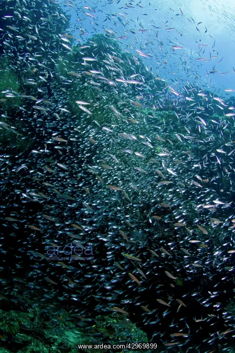 : Estuarine Glass Perchlet / Largespined Glassfish : Estuarine Glass Perchlet / Largespined Glassfish