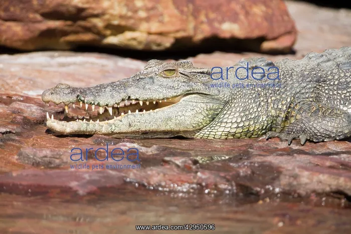: Estuarine / Saltwater Crocodile : Estuarine / Saltwater Crocodile