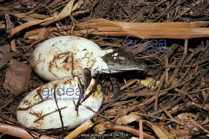 : Estuarine / Saltwater Crocodile - baby breaking : Estuarine / Saltwater Crocodile - baby breaking