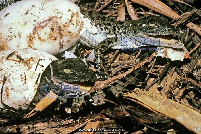 : Estuarine / Saltwater Crocodile - baby breaking : Estuarine / Saltwater Crocodile - baby breaking
