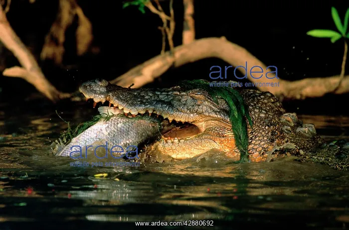 : Estuarine / Saltwater Crocodile - Eating Barramundi : Estuarine / Saltwater Crocodile - Eating Barramundi