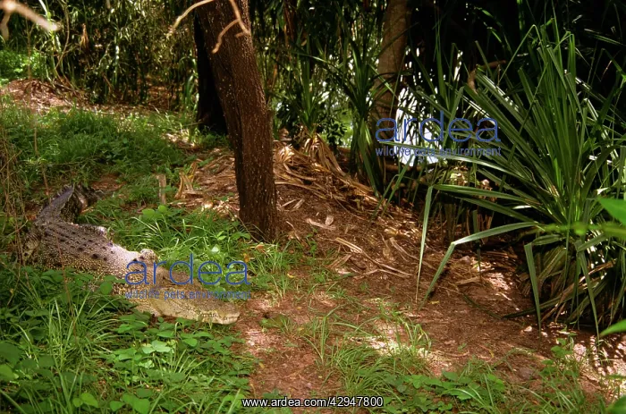 : Estuarine / Saltwater Crocodile - female at nest : Estuarine / Saltwater Crocodile - female at nest