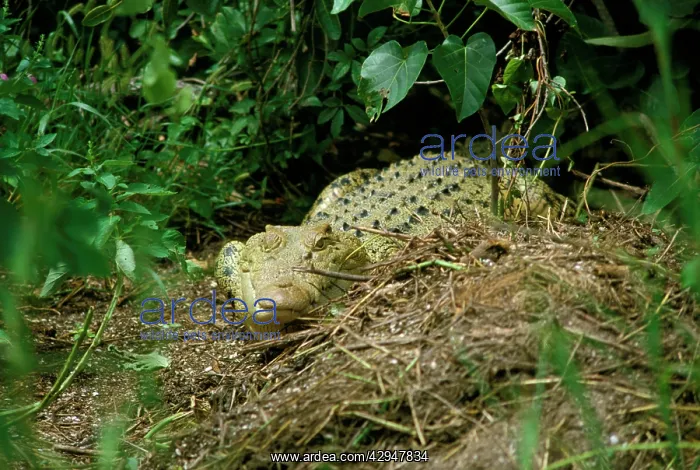 : Estuarine / Saltwater Crocodile - female & nest : Estuarine / Saltwater Crocodile - female & nest