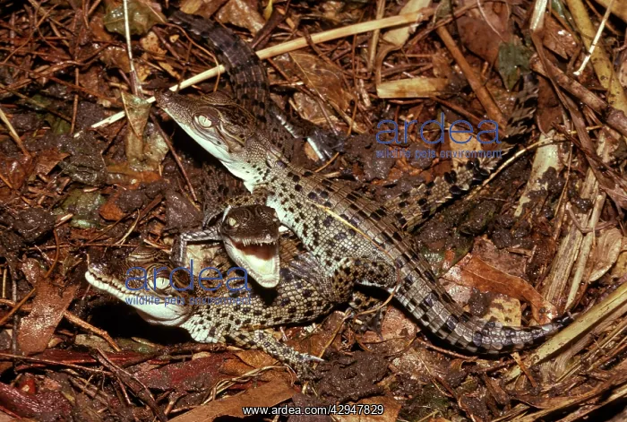 : Estuarine / Saltwater Crocodile - hatchlings : Estuarine / Saltwater Crocodile - hatchlings