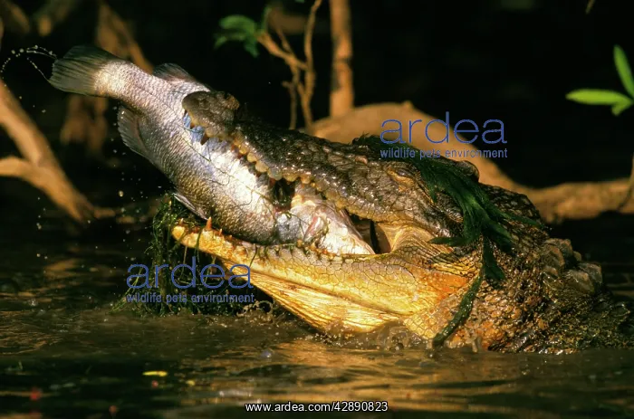 : Estuarine / Saltwater Crocodile - With jaws wide : Estuarine / Saltwater Crocodile - With jaws wide