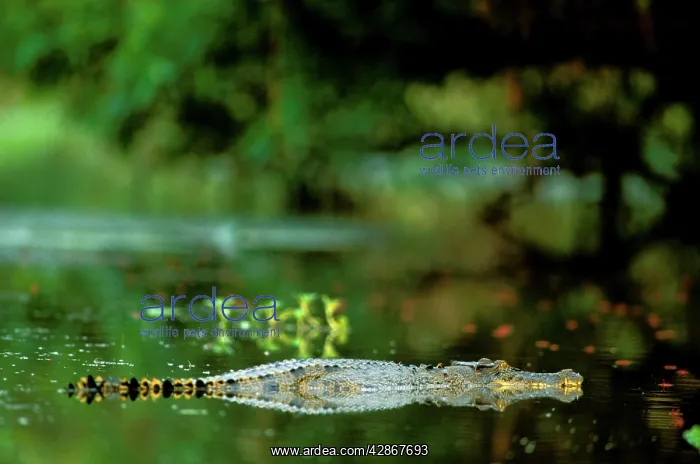 : Estuarine / Saltwater Crocodile partly submerged in water : Estuarine / Saltwater Crocodile partly submerged in water