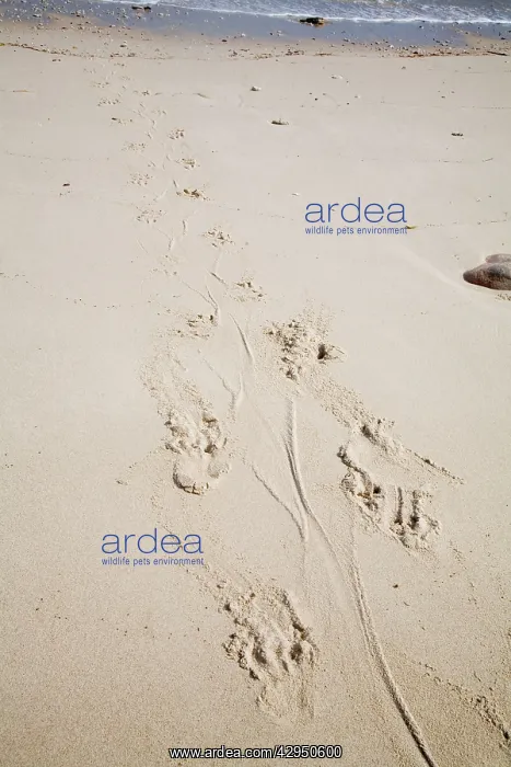 : Estuarine / Saltwater Crocodile tracks : Estuarine / Saltwater Crocodile tracks