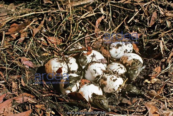 : Estuarine Saltwater Crocodile - young emerging : Estuarine Saltwater Crocodile - young emerging