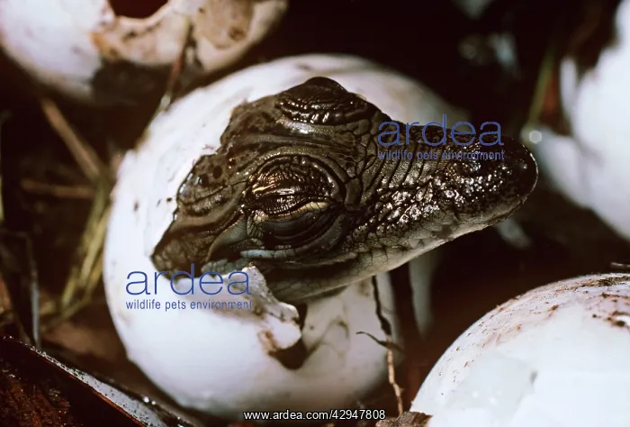 : Estuarine / Saltwater Crocodile - young hatching : Estuarine / Saltwater Crocodile - young hatching