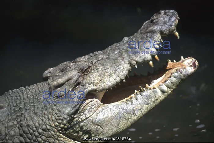  : Estuarine  /  Saltwater  /  Indo-Pacific Crocodile