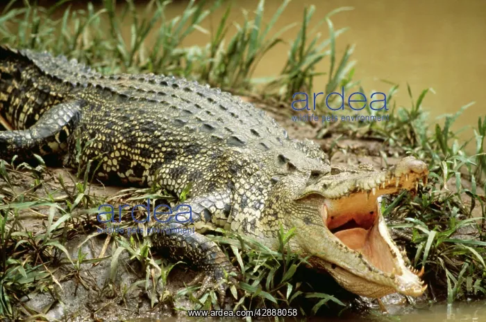 : Estuarine / Saltwater / Indo-Pacific Crocodile : Estuarine / Saltwater / Indo-Pacific Crocodile