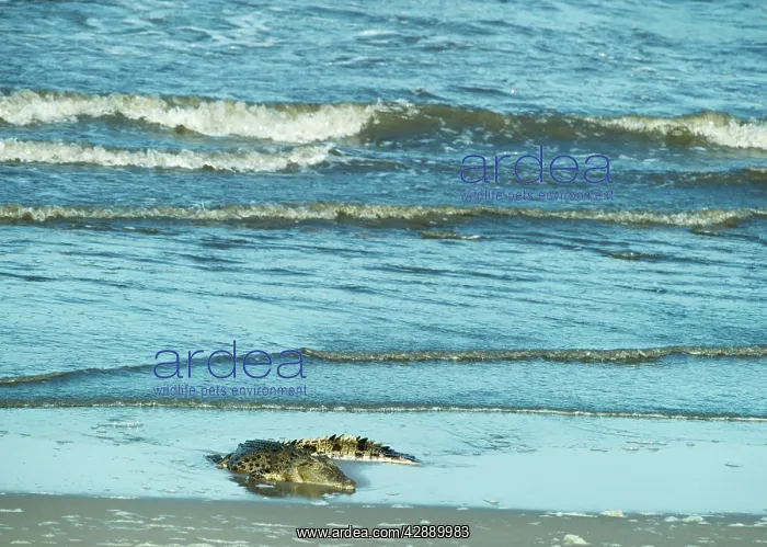: Estuarine / Saltwater / Indo-Pacific Crocodile : Estuarine / Saltwater / Indo-Pacific Crocodile