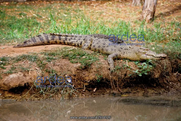 : Estuarine / Saltwater / Indo-Pacific Crocodile : Estuarine / Saltwater / Indo-Pacific Crocodile