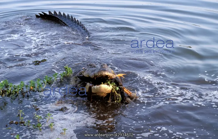 : Estuarine / Saltwater / Indo-Pacific Crocodile : Estuarine / Saltwater / Indo-Pacific Crocodile