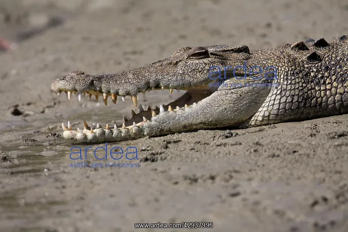 : Estuarine / Saltwater / Indo-Pacific Crocodile : Estuarine / Saltwater / Indo-Pacific Crocodile