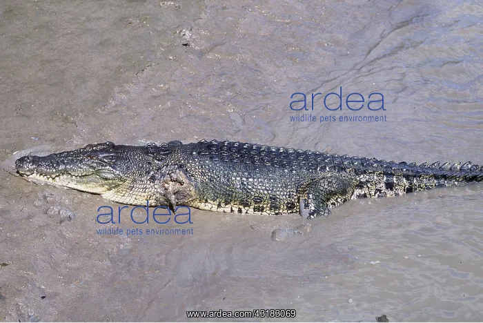 : Estuarine / Saltwater / Indo-Pacific Crocodile - : Estuarine / Saltwater / Indo-Pacific Crocodile -