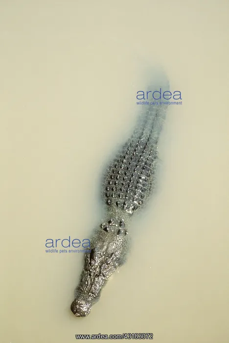  : Estuarine  /  Saltwater  /  Indo-Pacific Crocodile