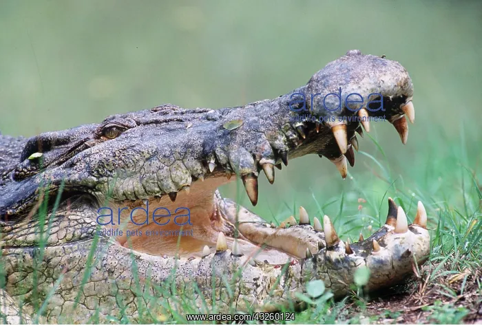 : Estuarine / Saltwater / Indo-Pacific Crocodile : Estuarine / Saltwater / Indo-Pacific Crocodile