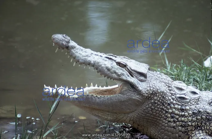 : Estuarine / Saltwater / Indo-Pacific Crocodile : Estuarine / Saltwater / Indo-Pacific Crocodile