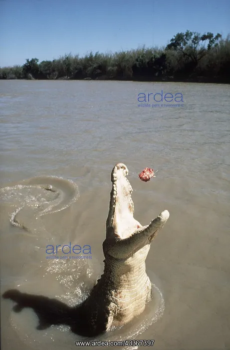: Estuarine / Saltwater / Indo-Pacific Crocodile - : Estuarine / Saltwater / Indo-Pacific Crocodile -