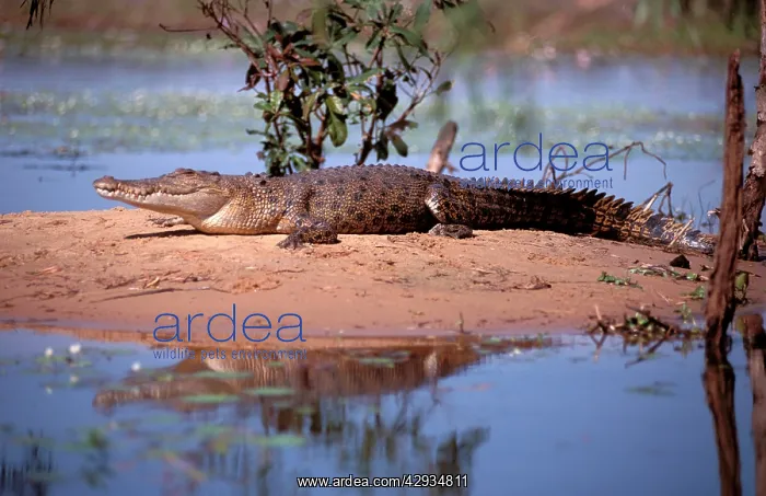: Estuarine / Saltwater / Indo-Pacific Crocodile - on bank : Estuarine / Saltwater / Indo-Pacific Crocodile - on bank