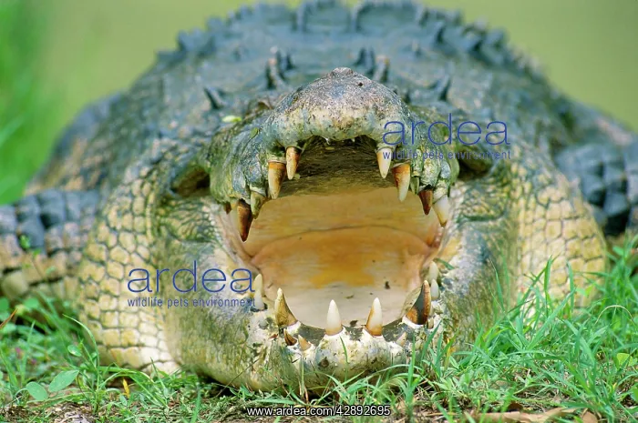 : Estuarine / Saltwater / Indo-Pacific Crocodile - mouth open : Estuarine / Saltwater / Indo-Pacific Crocodile - mouth open