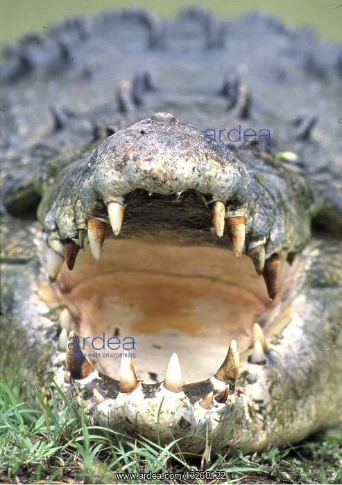  : Estuarine  /  Saltwater  /  Indo-Pacific Crocodile - mouth open