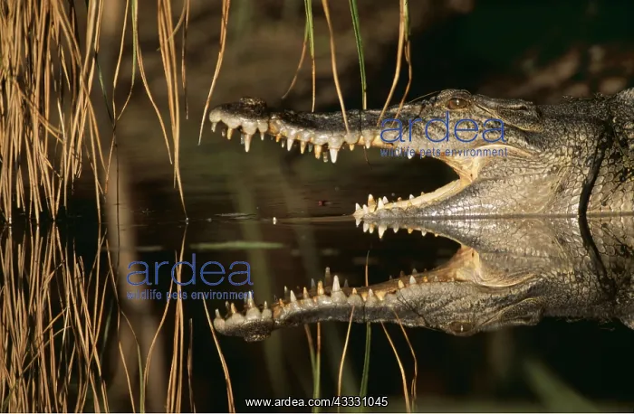 : Estuarine / Saltwater / Indo-Pacific Crocodile - mouth open : Estuarine / Saltwater / Indo-Pacific Crocodile - mouth open
