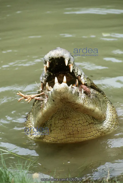 : Estuarine / Saltwater / Indo-Pacific Crocodile - with prey : Estuarine / Saltwater / Indo-Pacific Crocodile - with prey