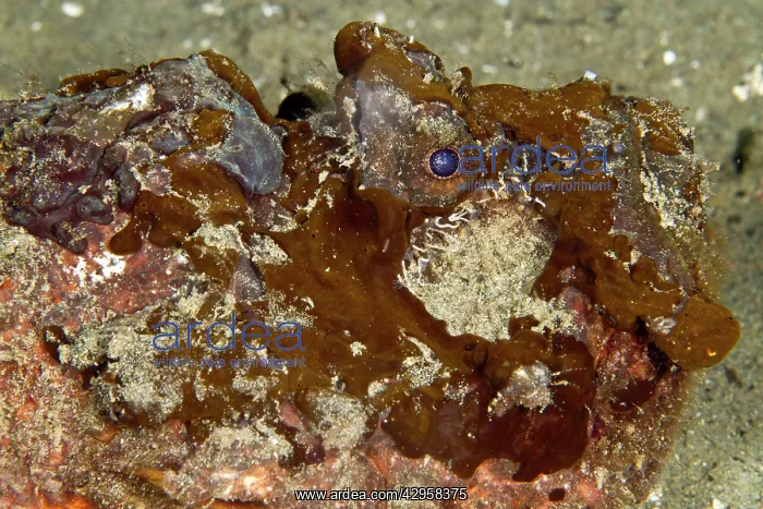 : Estuarine Stonefish : Estuarine Stonefish