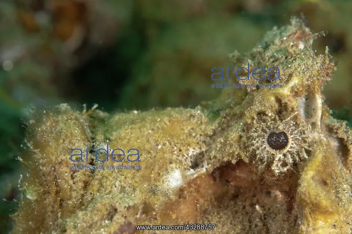 : Estuarine Stonefish : Estuarine Stonefish