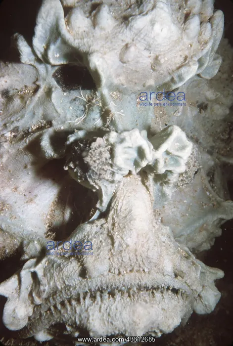 : ESTUARINE STONEFISH : ESTUARINE STONEFISH