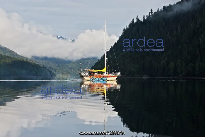 : Estuary - with boat surrounded by temperate rainforest : Estuary - with boat surrounded by temperate rainforest