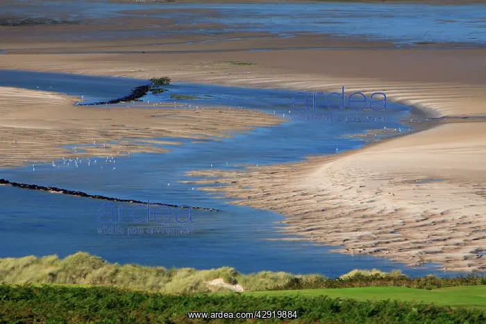 : Estuary Channel - at low tide : Estuary Channel - at low tide