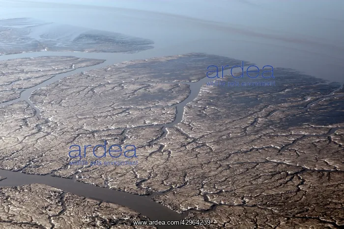 : Estuary at low tide near Anchorage : Estuary at low tide near Anchorage